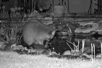 Die Wildtierkamera zeigt, wie ein Waschbr in der Nacht einen Frosch erbeutet hat.