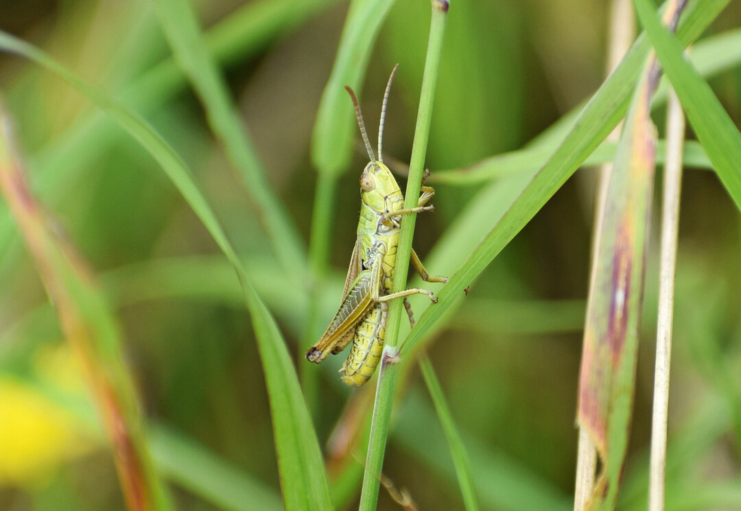 Gemeiner Grashpfer (
<i>Pseudochorthippus parallelus</i>
)