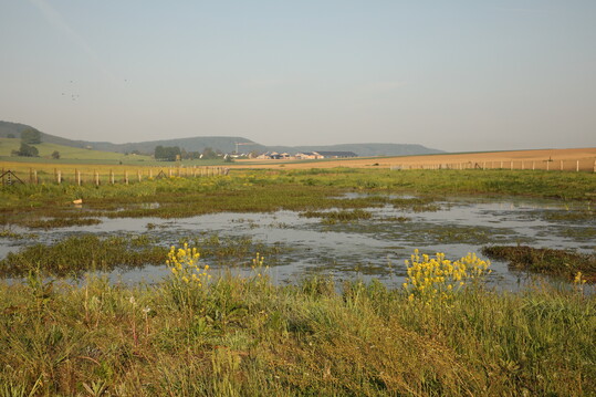 Schon im zweiten Jahr nach der Renaturierung sind die freien Wasserflchen hochattraktiv fr durchziehende Watvgel.