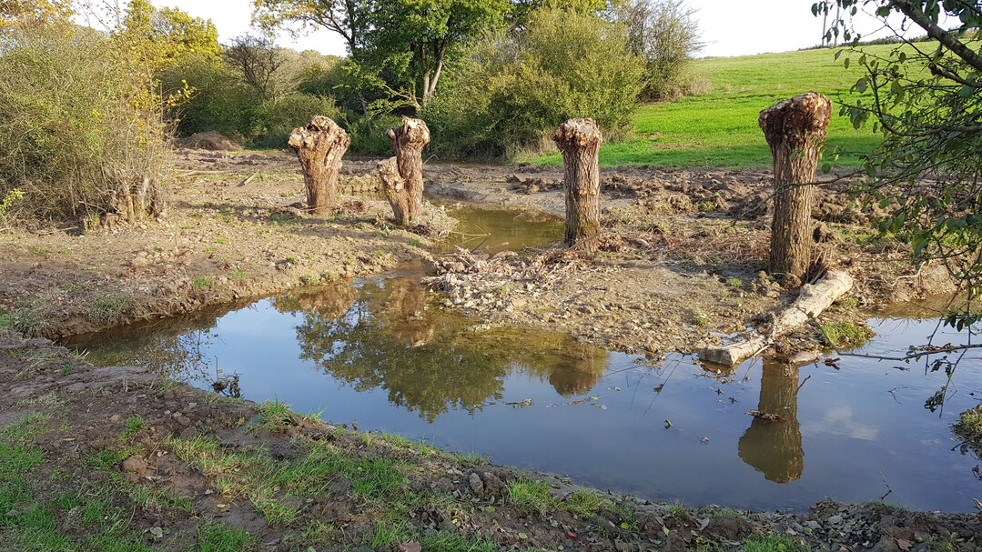 Der neue Bachlauf mandriert um frisch geschnittene Kopfweiden. Der Gewsserlauf wurde mglichst abwechslungsreich gestaltet: Vertiefungen wechseln sich mit Flachwasserbereichen und strmungsberuhigten Bereichen ab.