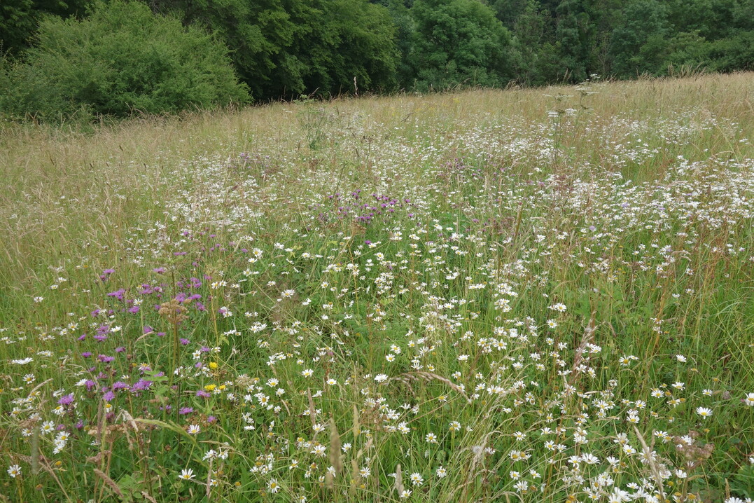 Einige Jahre spter (hier im 9. Jahr nach der Renaturierung) haben sich die Zielarten weiter auf der Renaturierungsflche ausgebreitet und nehmen groe Bereiche ein  das Zielhabitat Magere Flachlandmhwiese konnte erfolgreich wiederhergestellt werden.