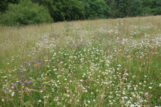 Einige Jahre spter (hier im 9. Jahr nach der Renaturierung) haben sich die Zielarten weiter auf der Renaturierungsflche ausgebreitet und nehmen groe Bereiche ein  das Zielhabitat Magere Flachlandmhwiese konnte erfolgreich wiederhergestellt werden.
