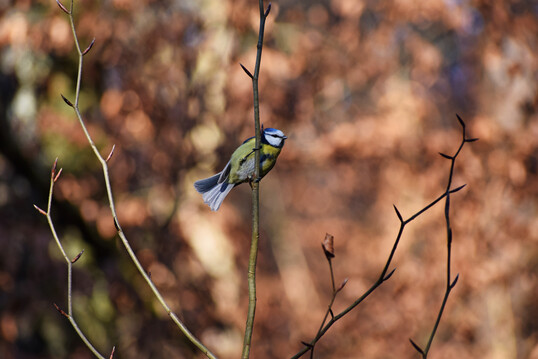 Blaumeise (
<i>Cyanistes caeruleus</i>
)