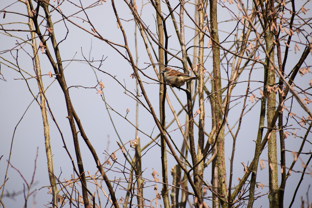 Haussperling (
<i>Passer domesticus</i>
)