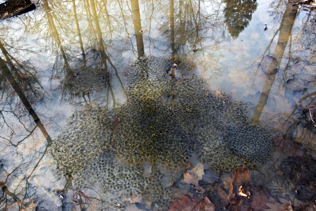 Froschlaich  vermutlich Laich des Grasfroschs  im Februar in Tmpeln eines lichten Buchenwaldes
