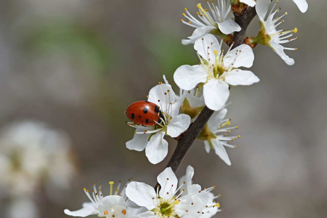Siebenpunkt-Marienkfer (
<i>Coccinella septempunctata</i>
) an Schlehe