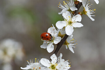 Siebenpunkt-Marienkfer (
<i>Coccinella septempunctata</i>
) an Schlehe