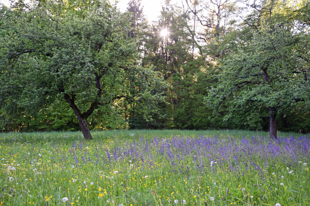 Streuobstwiese mit blhendem Salbei