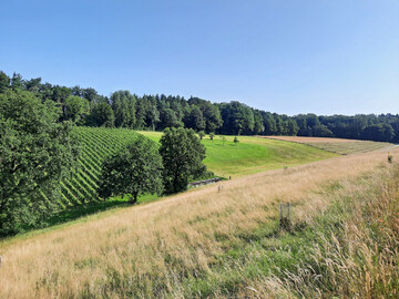 Abb. 6: Fotos der Reb- und Wiesenlandschaft des Tranquillity-Gebiets Sdranden. Im Zentrum befindet sich der amphitheaterfrmige Akustikraum des Osterfingentales. 