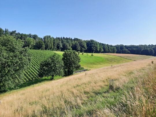 Abb. 6: Fotos der Reb- und Wiesenlandschaft des Tranquillity-Gebiets Sdranden. Im Zentrum befindet sich der amphitheaterfrmige Akustikraum des Osterfingentales. 