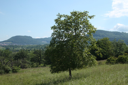 Um eine Walnussbaum-Streuobstwiese ging es in der Entscheidung des OVG Rheinland-Pfalz.