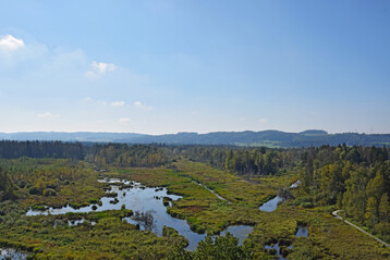 Wiedervernsstes Moor im Pfrunger-Burgweiler Ried