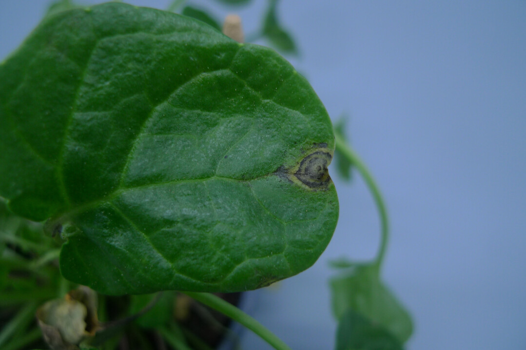 Rundliche, dunkel zonierte Blattflecken mit hellgrünem Hof an mit Tospoviren infiziertem Löffelkraut.