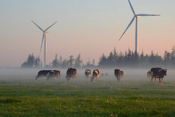 Intensivweide einer Milchviehhaltung in Schleswig-Holstein. Weidesysteme der konventionellen Mast- und Milchviehhaltung wurden mit der Umstellung auf die aktuelle Frderperiode 2023-2027 finanziell schlechter gestellt. 