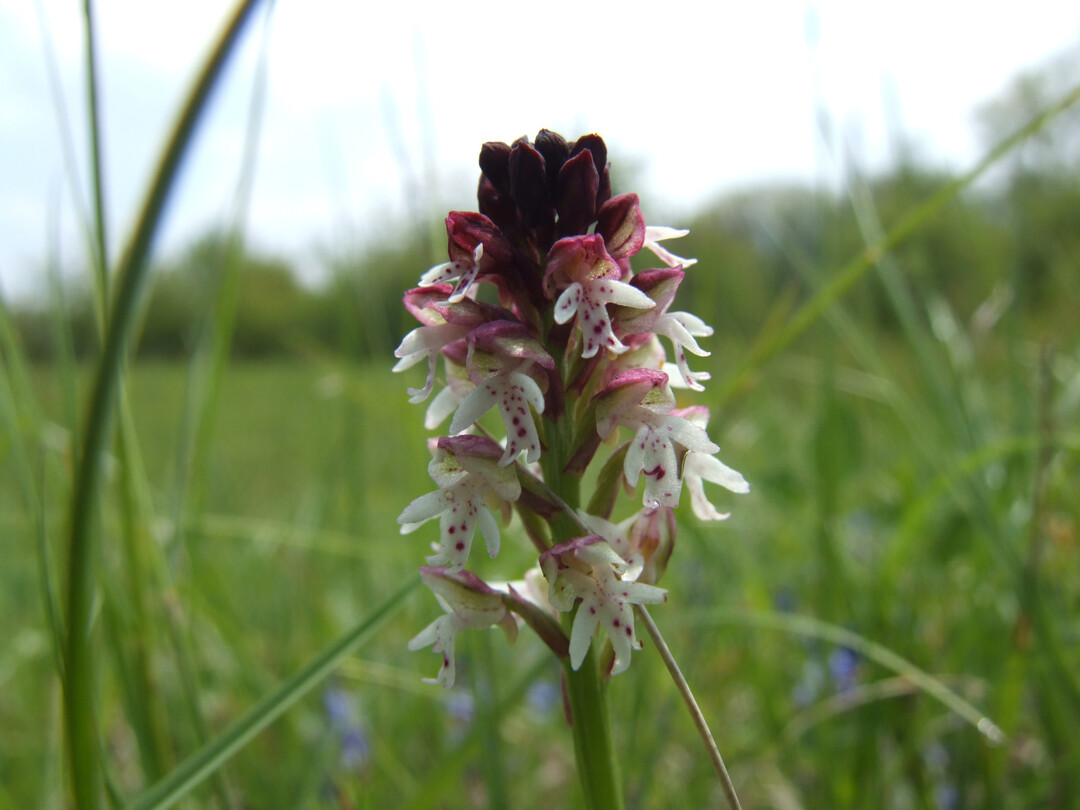 Brand-Knabenkraut (Neotinea ustulata)