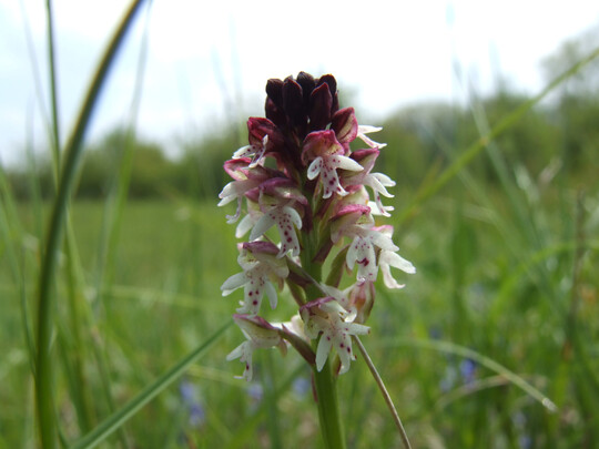 Brand-Knabenkraut (Neotinea ustulata)