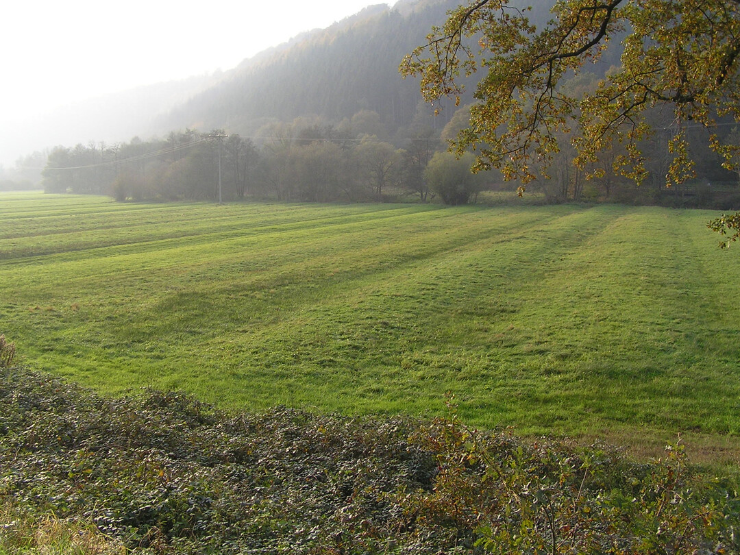 Wsserwiese im Schwarzbachtal