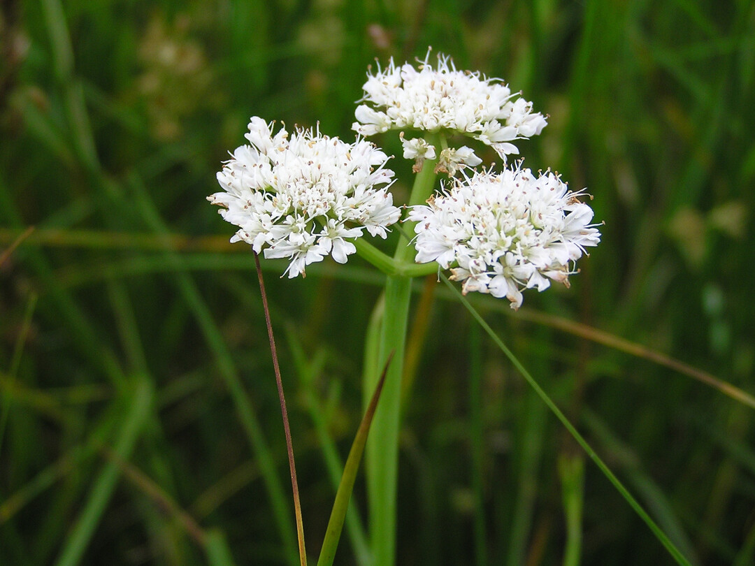 Geschtzte Pflanzen der Wsserwiesen: Rhriger Wasserfenchel