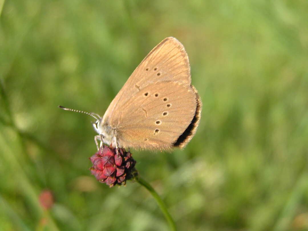 Wiesenknopf-Ameisen-Bluling