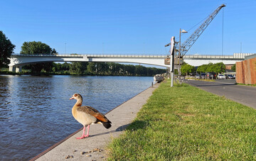 Nilgans