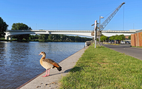 Nilgans