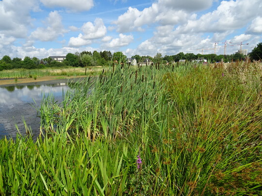 Das botanische Monitoring zeigt, dass sich um die Gewsser bereits nach kurzer Zeit eine typische Vegetation entwickelt hat: Schlammufervegetation, Flutrasen, Rhrichte und Feuchtwiesen konnten vier Jahre nach der Anlage in einer recht typischen Artenausstattung kartiert werden.