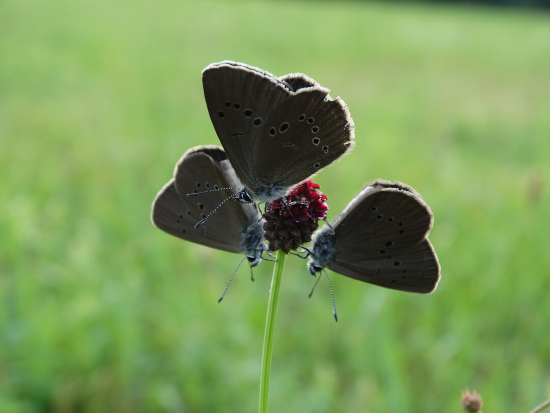Der Dunkler Wiesenknopf-Ameisenbluling auf Futterpflanze Groer Wieseknopf.