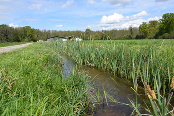 Dieser Graben ist das Habitat von Flussperlmuscheln. Das muss bei der Grabenpflege bercksichtigt werden.