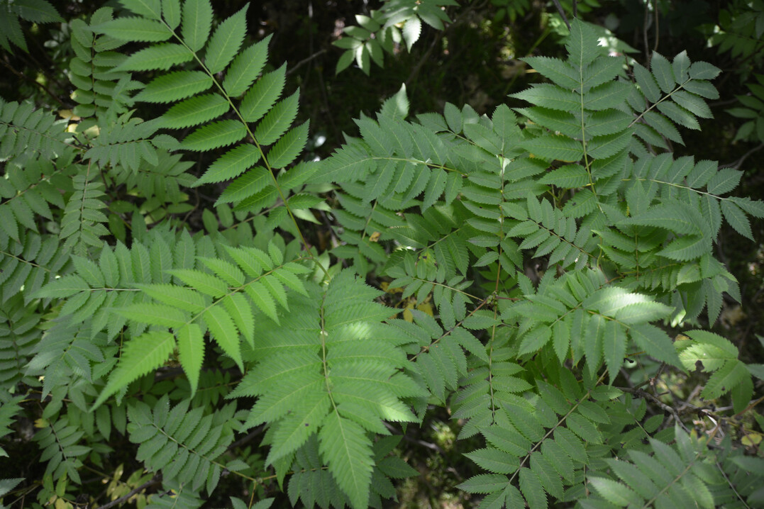 Sibirische Fiederspiere