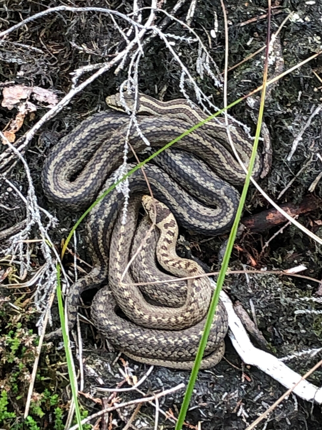 Schlingnattern im Hamberger Moor