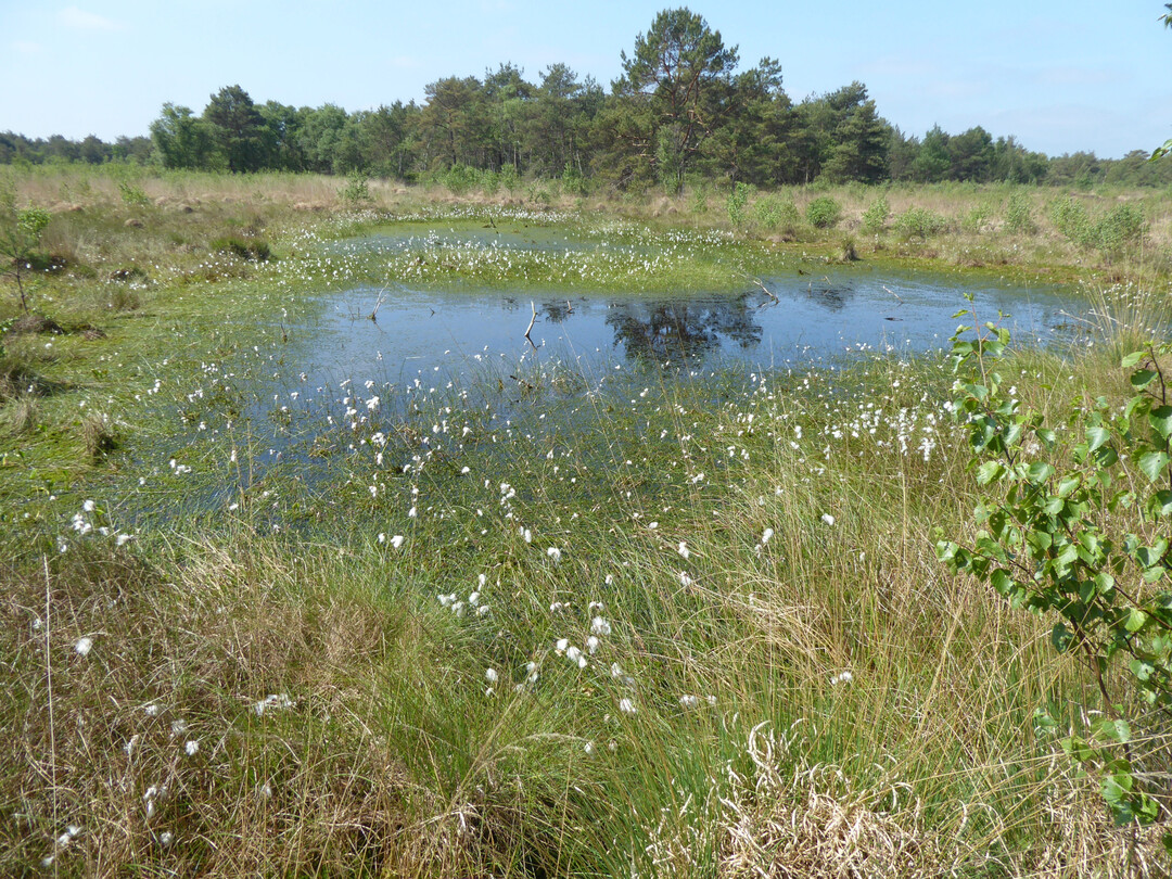 Blick ins Hamberger Moor