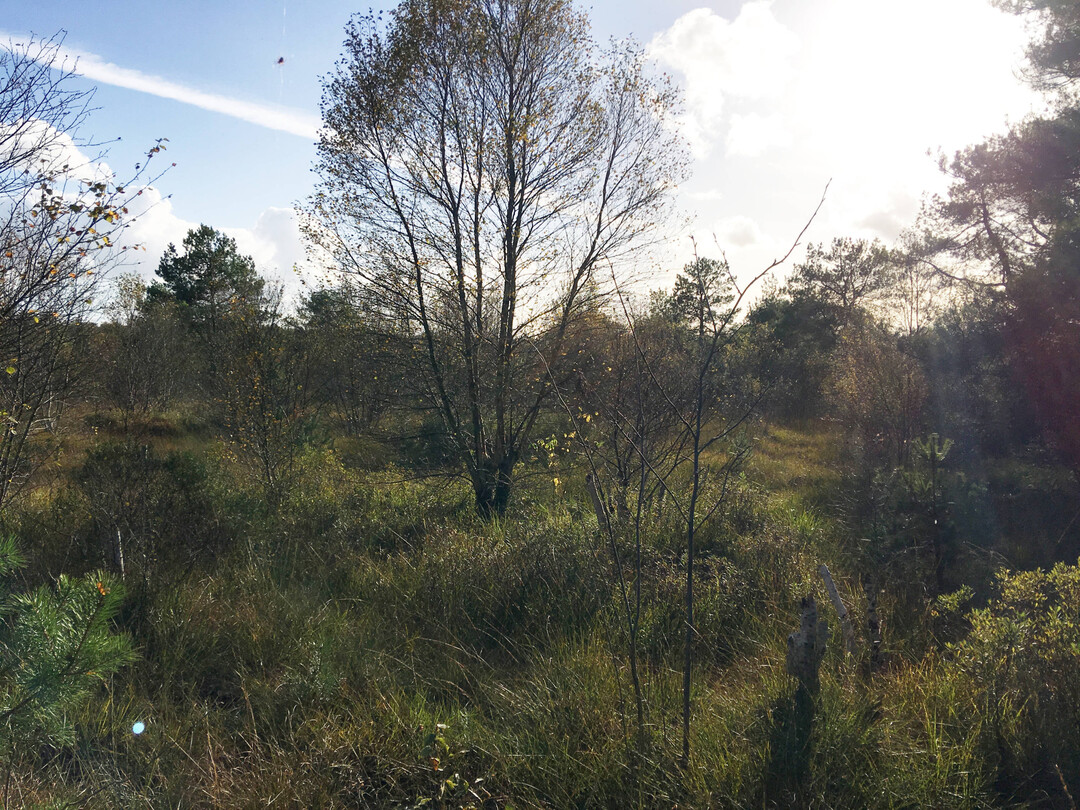 Natrlicher Aufwuchs im Hamberger Moor