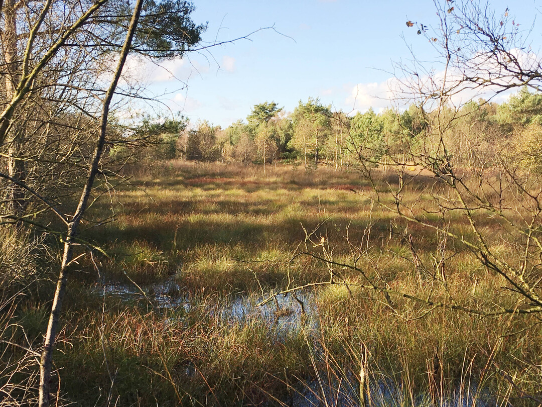 Wiedervernsstes Moor