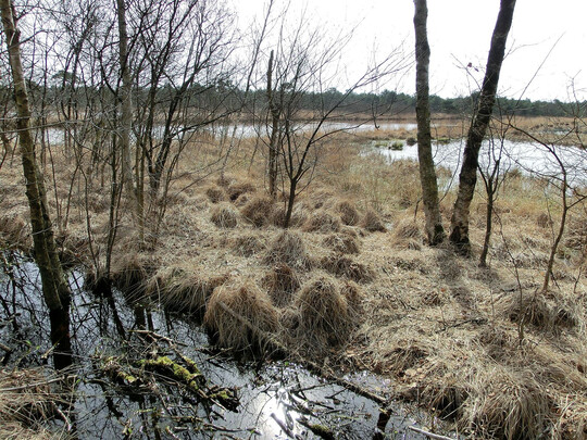 Wiedervernsster Moorbereich