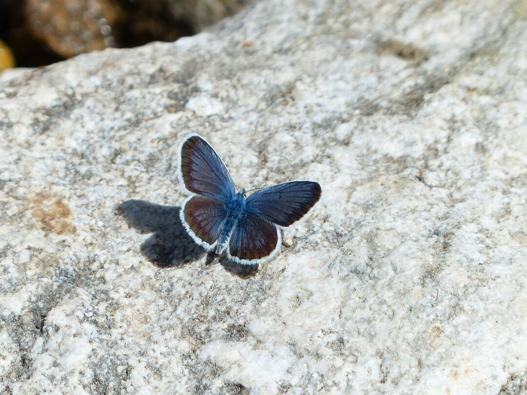 Der Hochmoor-Bluling ist eng an Hochmoore gebunden.