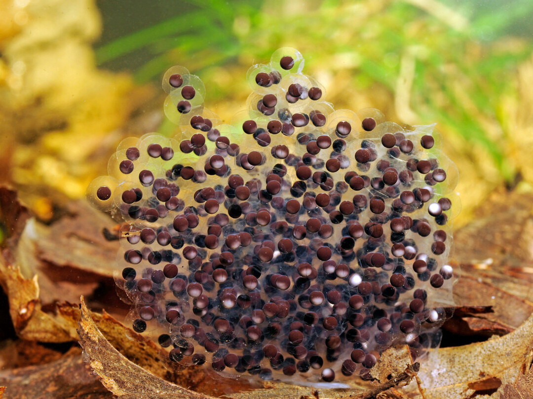 Der Moorfrosch legt Laichballen mit 500 bis 3.000 Eiern ab.
