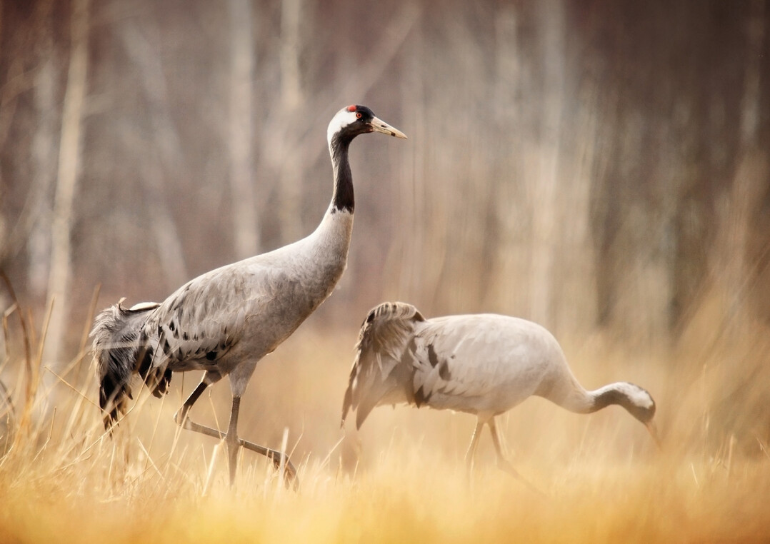 Der streng geschtzte Graue Kranich (Grus grus) hat sich im Moor wieder angesiedelt.