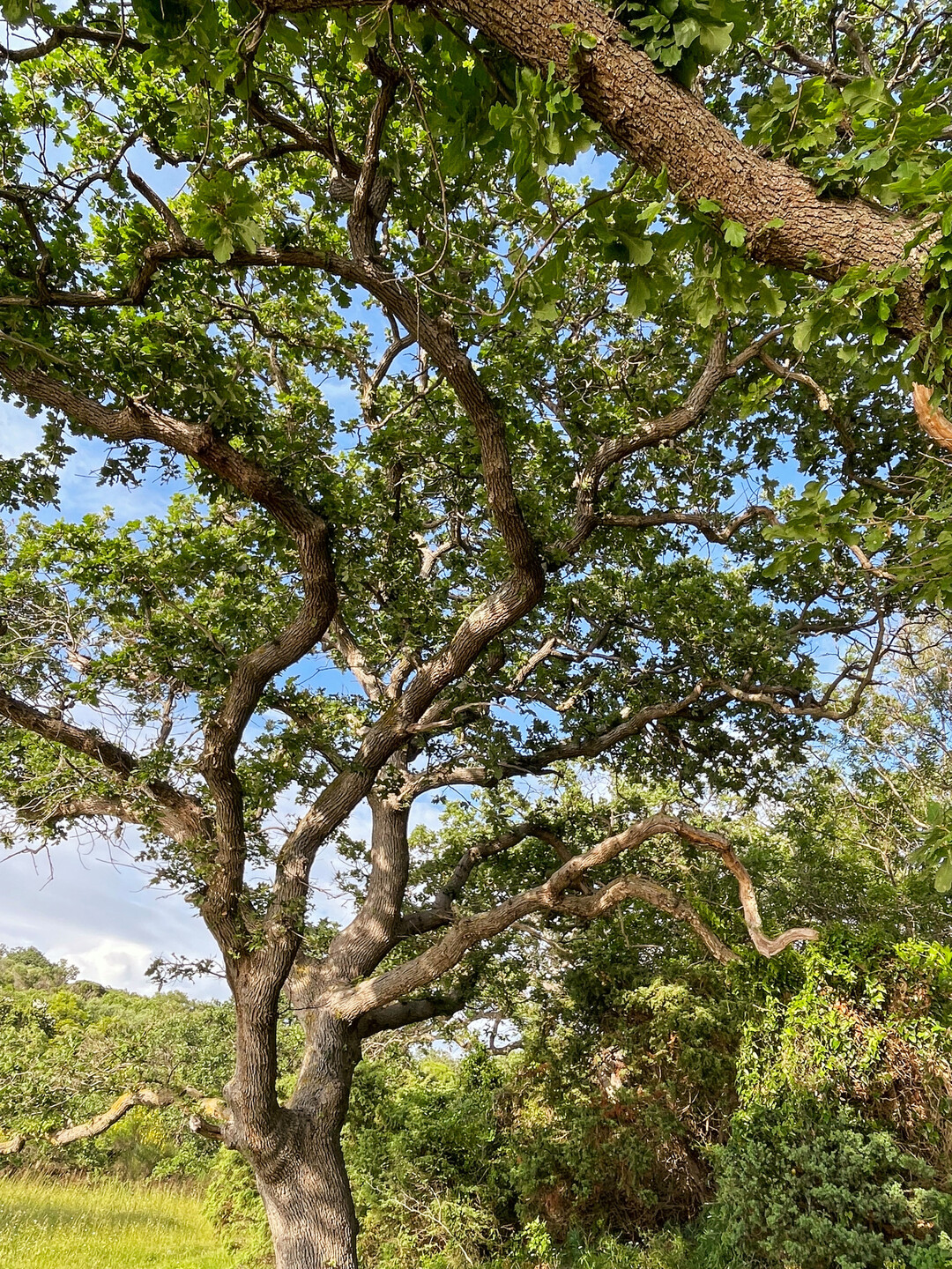 Die Flaumeiche (
<i>Quercus pubenscens</i>
) ist an trockenheie Standorte angepasst und ein bislang bersehener einheimscher Zukunftsbaum. 