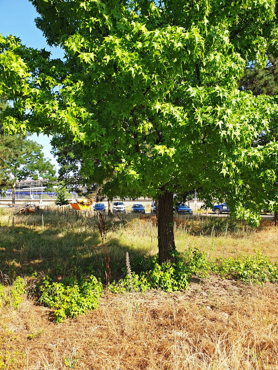 Auf dem Weg zum Neophyten? Starke Aussaat eines Amberbaums (
<i>Liquidambar styraciflua</i>
) in Mannheim.