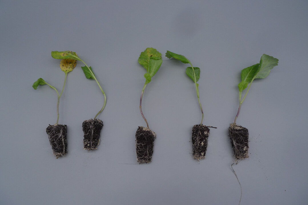 Unterschiedlich stark mit Falschem Mehltau befallene Wirsingjungpflanzen.