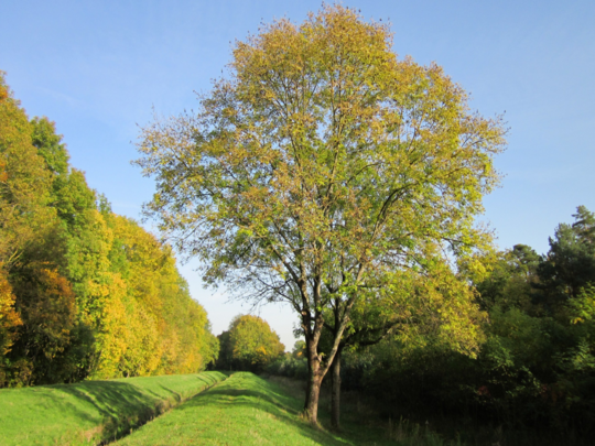 Seit den 1990er Jahren werden Gewhnliche Eschen (Fraxinus excelsior) massiv von einem Pilz befallen, der zum Eschentriebsterben fhrt. Das Bakterium Schauerella fraxinea knnte ein aussichtsreicher Kandidat bei der biologischen Kontrolle gegen die Baumkrankheit sein.