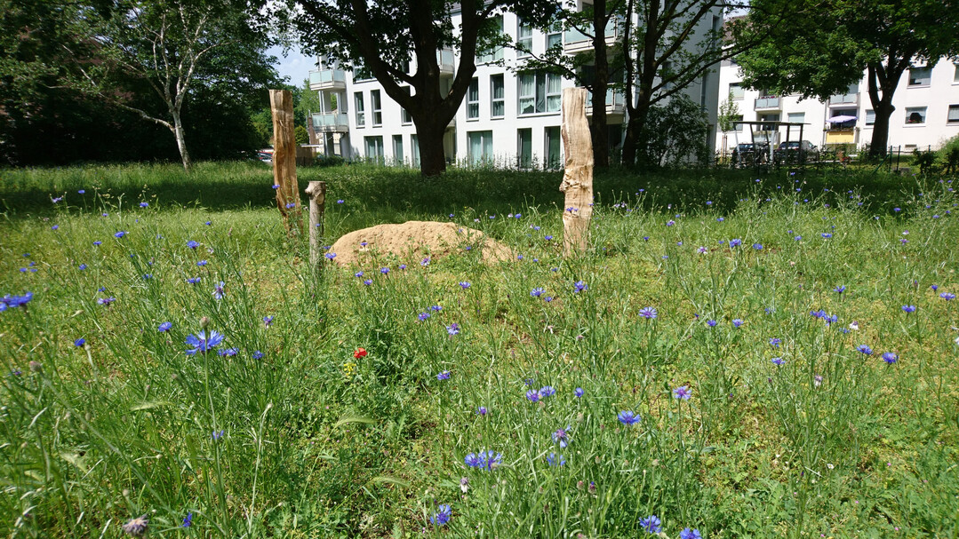 Lebensraumvernetzung ist wichtig: Das Insektenbndnis hat Nisthabitate in die Blhflche integriert.