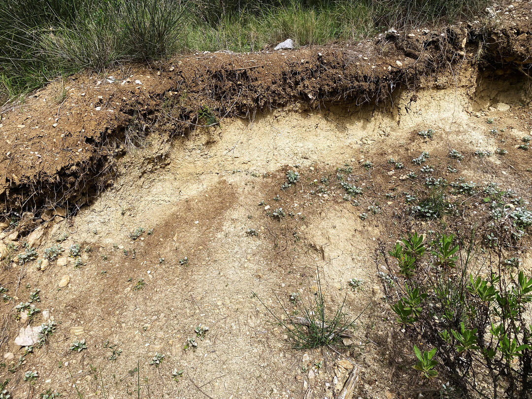 Abbruchkanten im Gelnde sind wichtiges Nisthabitat fr viele Wildbienenarten.