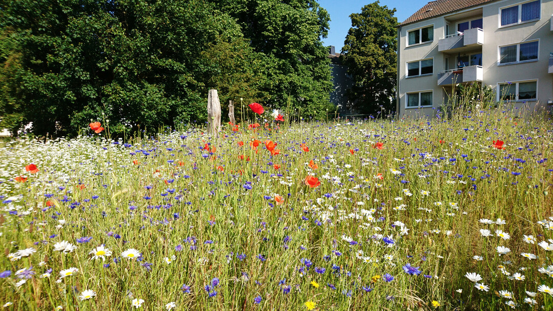 Artenreiche Wiesen bieten zahlreichen Insekten wertvollen Lebensraum.