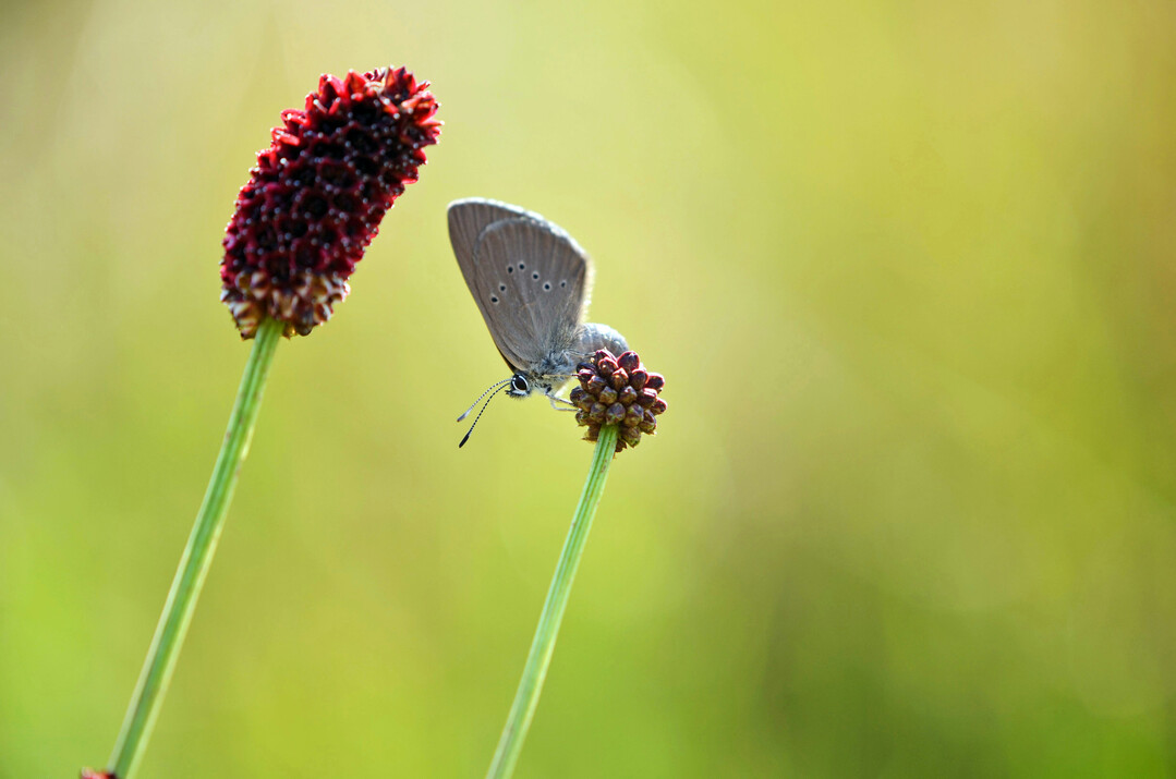 Bluling an Groem Wiesenknopf