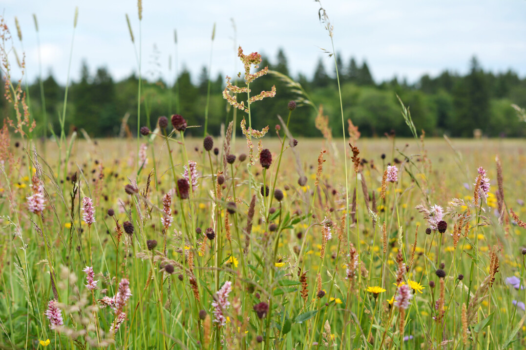 Artenreiche Wiese mit Groem Wiesenknopf