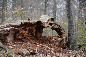 Stark zersetzter Buchenstamm