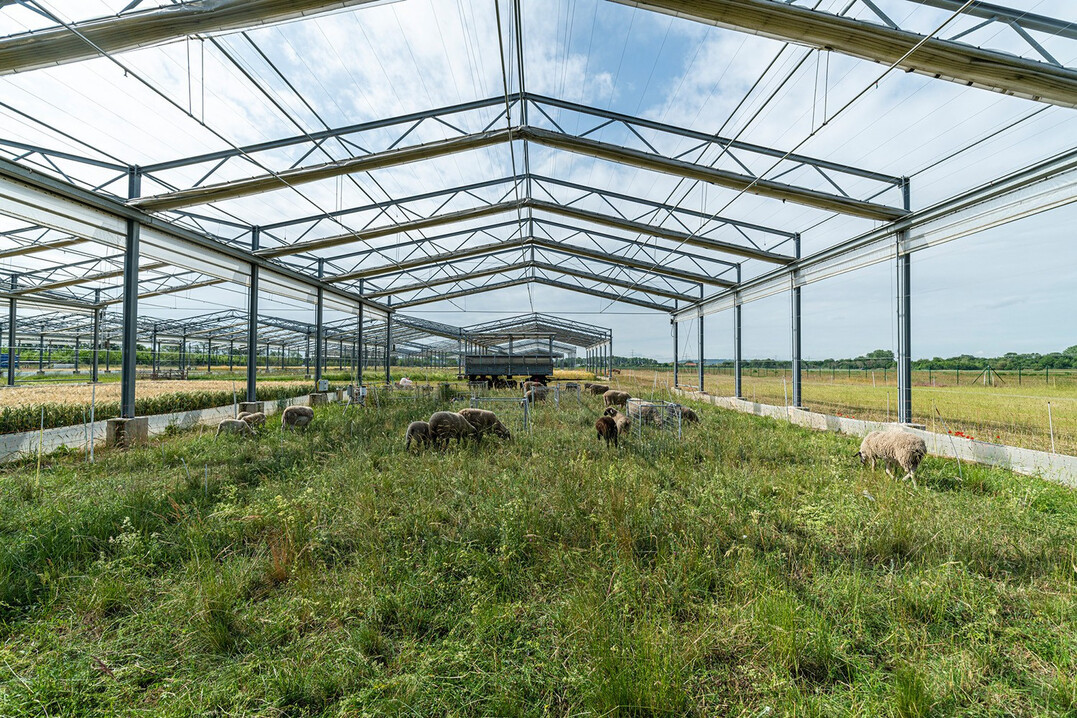 Artenreiche, extensiv bewirtschaftete Schafweide in der GCEF, dem Klima- und Landnutzungs-Experiment des UFZ