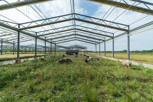 Artenreiche, extensiv bewirtschaftete Schafweide in der GCEF, dem Klima- und Landnutzungs-Experiment des UFZ