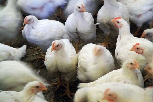 Bei einer vollständigen Umstellung der derzeitigen Hühnerfleischproduktion in der EU auf ECC-Standards würden die Treibhausgasemissionen um 24,4 % pro kg produziertem Fleisch ansteigen.